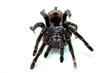 black tarantula spider, large arthropod on white isolated background