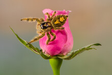 Jumping Spider On A Pink Rose, Indonesia