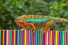 Portrait Of A Panther Chameleon Walking Along A Multi Coloured Wall, Indonesia