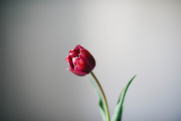 yellow, red and purple tulips in a vase against the white backgr