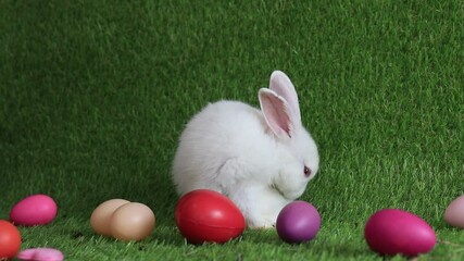 Wall Mural - Happy Bunny Rabbit le , white background.
Cute Little Fluffy Easter Bunny Rabbit with colorful eggs on the green yard