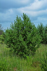 Sticker - Forest against the sky. Pine trees against a blue sky with clouds on a sunny day