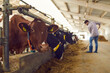 © Studio Romantic - Young man works hard on a dairy farm throwing hay to cows standing in a row in the stable.