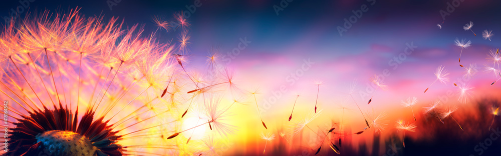 Defocused Dandelion With Flying Seeds At Sunset - Freedom In Nature Concept - obrazy, fototapety, plakaty 