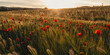 Beautiful view of a large poppy field captured in the sunset