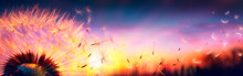 Defocused Dandelion With Flying Seeds At Sunset - Freedom In Nature Concept
