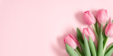 Beautiful Pink Tulips On Pastel Pink Background. Concept Women's Day, March 8. 8th March. Spring Background. Flat Lay, Top View, Copy Space