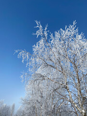 Poster - Winter season background; A tree branch in the snow. Against the background of a clear blue sky, a birch branch with snow.