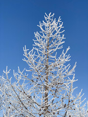 Poster - Winter season background; A tree branch in the snow. Against the background of a clear blue sky, a spruce larch branch with snow.