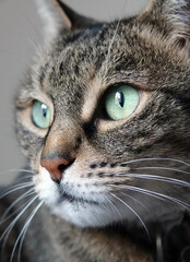 Sticker - Closeup shot of a beautiful green-eyed cat