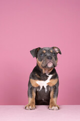 Wall Mural - Portrait of a cute old english bulldog puppy with paws on a table looking at the camera on a pink background