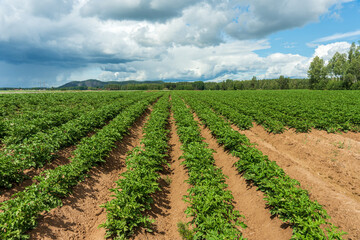 Wall Mural - Large potato field with blooming plants in summer sunlight