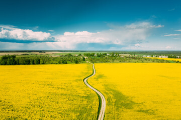 Wall Mural - Aerial View Of Agricultural Landscape With Flowering Blooming Rapeseed, Oilseed In Field In Spring Season. Blossom Of Canola Yellow Flowers. Beautiful Rural Country Road