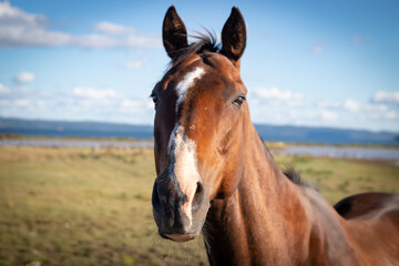 portrait of a horse