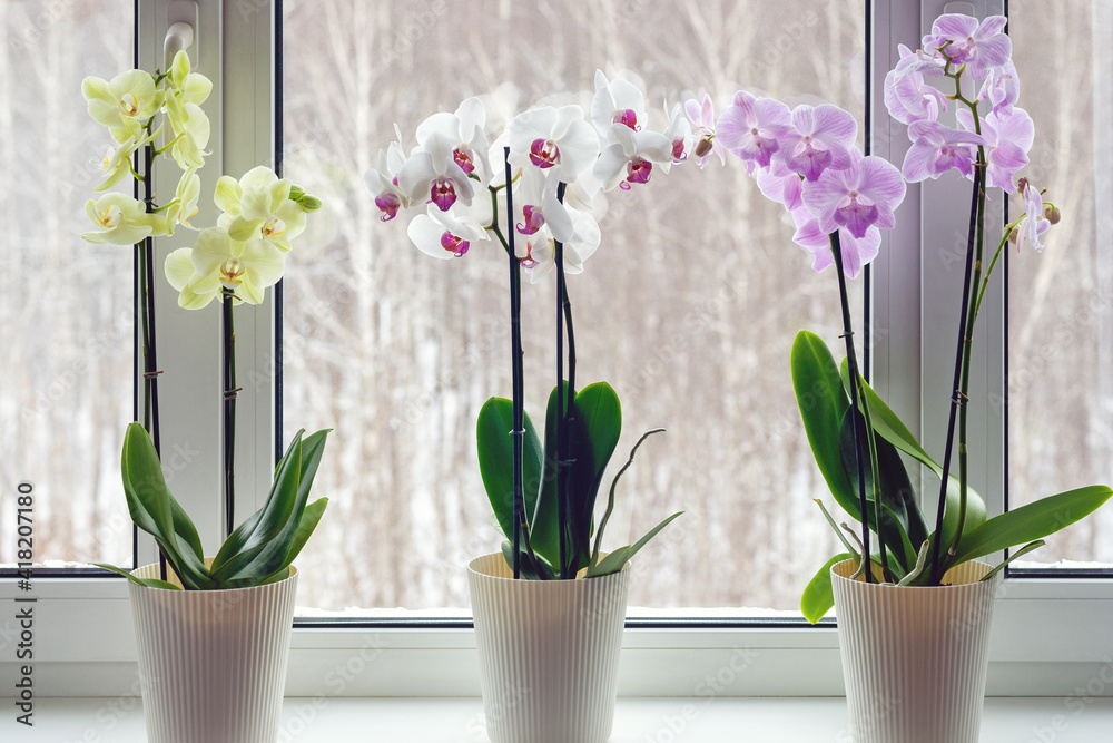 Moth orchids on windowsill - home decoration with live potted flowering plants - obrazy, fototapety, plakaty 
