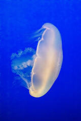 Wall Mural - United States, California, Monterey, Monterey Bay Aquarium, Moon Jellyfish swimming