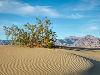 Sticker - USA, California. Death Valley National Park, Mesquite Flat Sand Dunes with creosote bush.