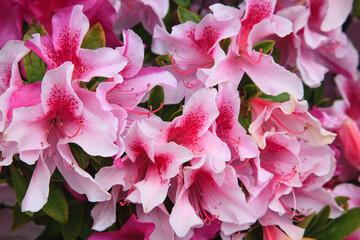 Wall Mural - This azalea was named after George Lindley Tabor, Sr. in the 1880's in Florida.