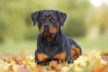 Adorable Black And Tan Rottweiler Dog Posing Outdoors Lying Down On Fallen Maple Leaves In Autumn