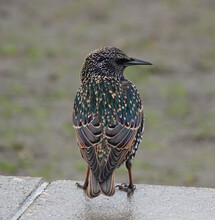 Closeup Shot Of A Common Starling