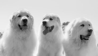 Canvas Print - Great Pyrenees at the park.