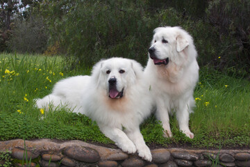 Canvas Print - Great Pyrenees in a field of mustard flowers.