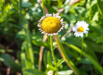 View of a yellow and white daisy