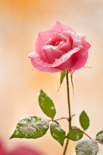 USA, Colorado, Lafayette. Snow Flakes On Pink Rose.