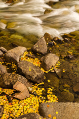 Sticker - USA, Colorado. Autumn on Castle Creek.