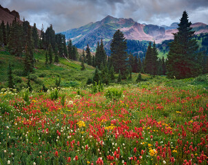 Sticker - USA, Colorado, LaPlata Mountains. Wildflowers in mountain meadow.