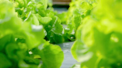 Wall Mural - Growing green salads in the Organic farm. Hydroponics vegetables is growing in a greenhouse.