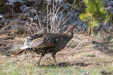USA, Colorado. Turkey Hen, Larimer County.