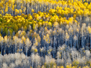 Sticker - USA, Colorado, Maroon Bells-Snowmass Wilderness. Fall colors on Aspen trees.