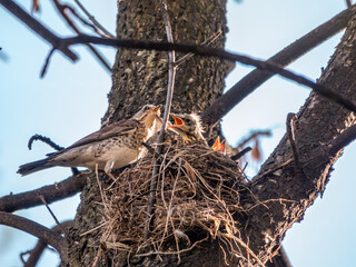 Thrush fieldfare, Turdus pilaris, in a nest with chicks