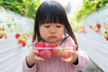 Wall Mural - 子供といちご狩りにお出かけ