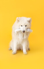 Poster - Cute Samoyed dog with newspaper on color background