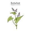 Buckwheat Fagopyrum esculentum , kitchen and medicinal plant