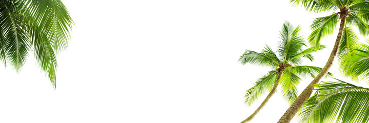 Green palm leaves white background isolated closeup, palm leaf corner border, palm branches frame, palm tree, tropical foliage banner, exotic pattern, decoration, design element, empty text copy space