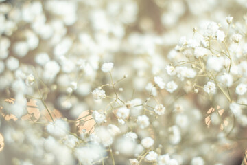 Dried flowers bunch natural white gypsophila baby's in warm light, many tiny flowers on muted brown background, concept of delicacy and softness with selective focus, dreamy mood