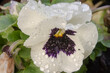 Das heute populäre Garten-Stiefmütterchen (Viola x wittrockiana) ist deutschlandweit eine der beliebtesten Blühpflanzen