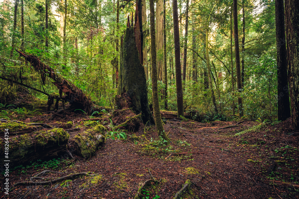 Ancient Redwoods, Redwoods National and State Parks, California