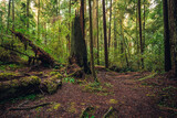 Fototapeta Las - Ancient Redwoods, Redwoods National and State Parks, California