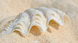 Überdimensionale Muscheln  am Strand  Südseeparadies - Rarotonga   