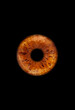 Close up of a brown eye iris on black background, macro, photography