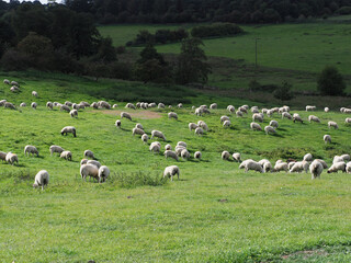 Flock of Sheep