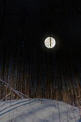 Wall Mural - Full Moon over Snowy Pine Forest at Night in Latvia