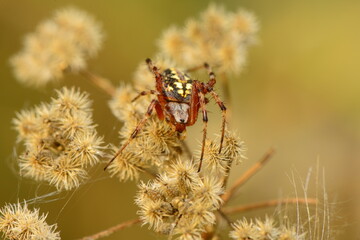 Canvas Print - Spider