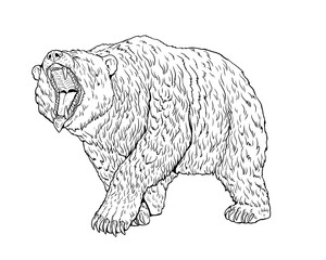 Poster - Grizzly bear, Cave bear  illustration. Bear attack drawing.
