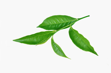 Wall Mural - green tea leaf isolated on white