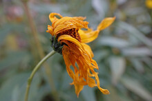 Withered Topinambur Flower, Helianthus Tuberosus, Beauty Of The Ephemeral